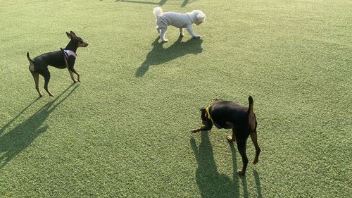 Dogs on grassy field