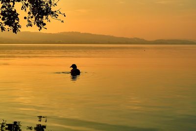 Silhouette duck in sea against sky during sunset