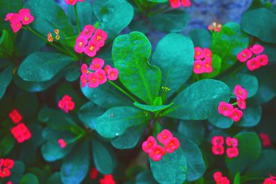 Close-up of pink flowers