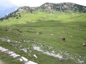 Cows grazing on field by mountains against sky