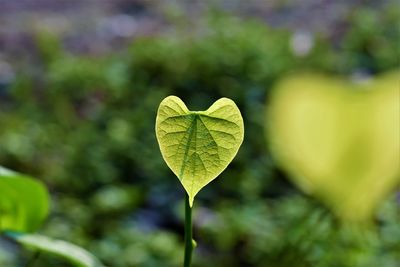 Close-up of heart shape leaf