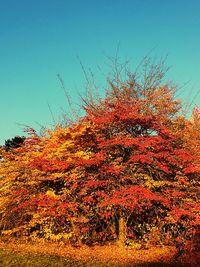 Close-up of tree against sky during sunset