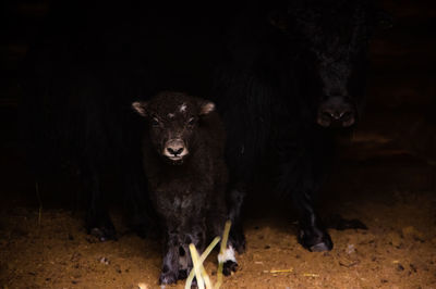 Portrait of a little yak standing on farm