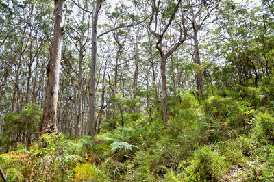 Low angle view of trees in forest against sky