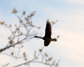 Low angle view of bird flying against sky