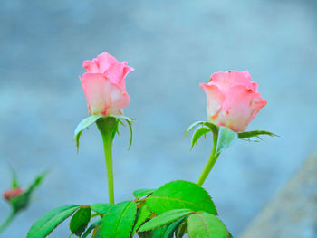 Close-up of pink rose