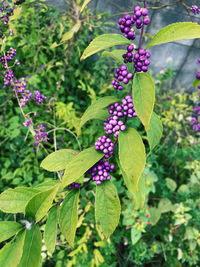 Close-up of purple flowering plant