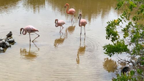 Flock of birds in lake