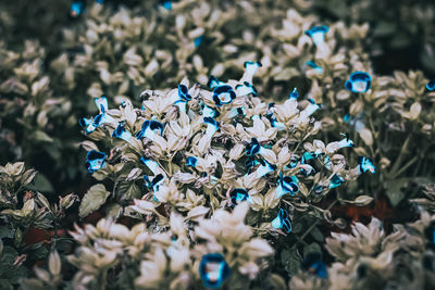 Close-up of white flowering plants