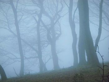 Bare trees in forest against sky