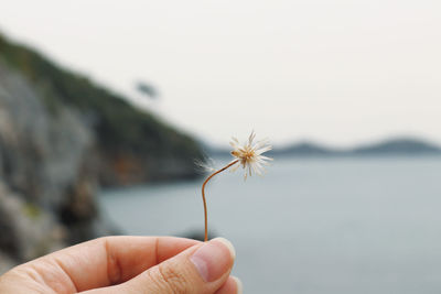 Close-up of hand holding flower