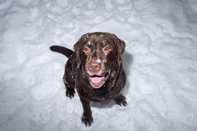 High angle view portrait of dog on snow