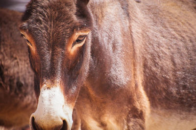 Close-up of a horse