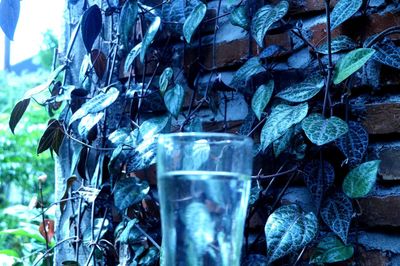 Close-up of glass of water
