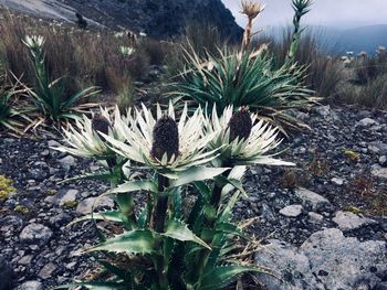 Close-up of succulent plant on field