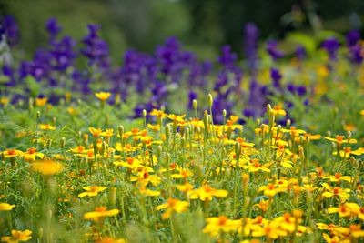 Close-up of yellow flowering plants on field