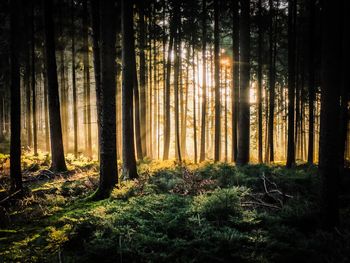 Trees in forest