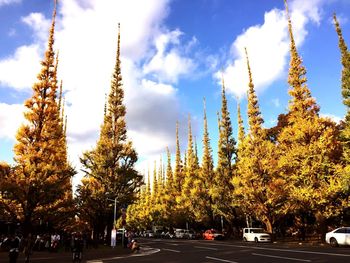 Trees against cloudy sky