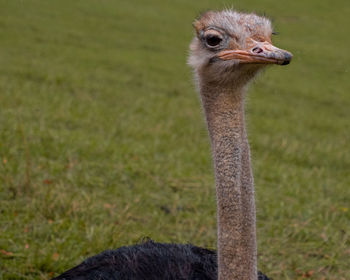 Close-up portrait of bird on rock