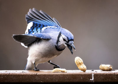 Close-up of bird eating nuts on railing