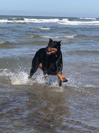 Dog in the sea
