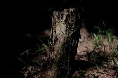 Close-up of tree trunk