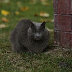 Cat relaxing on grassy field