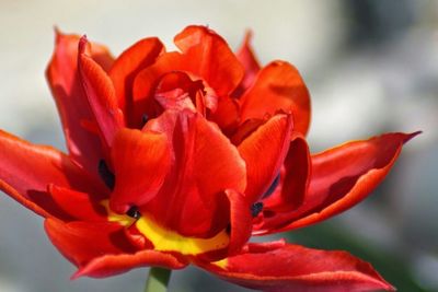 Close-up of red flower