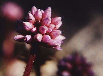 Close-up of pink flower blooming outdoors