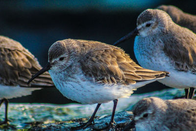 Close-up of bird perching on water