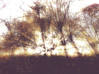 Low angle view of silhouette trees against sky
