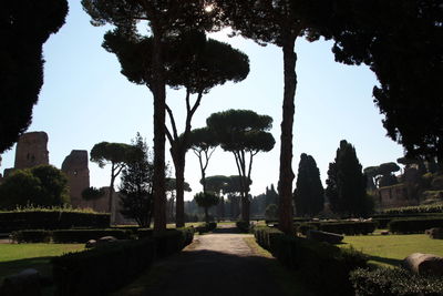 Footpath amidst trees