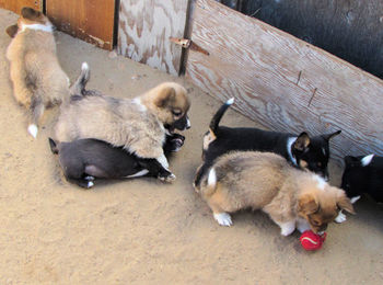 High angle view of puppy