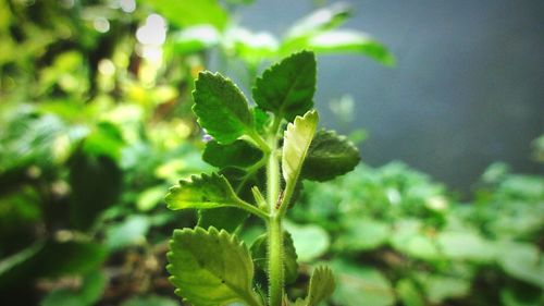 Close-up of leaves