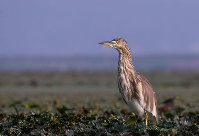 Close-up of bird in water