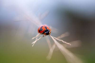 Close-up of ladybug