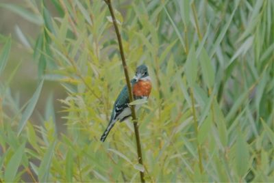 Close-up of bird perching on plant