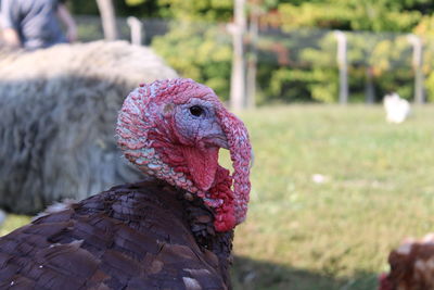 Close-up of a bird