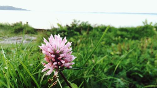 Close-up of thistle blooming on field against clear sky