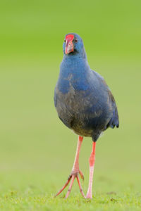 Close-up of bird