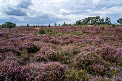 Scenic view of flowering plants on field against sky