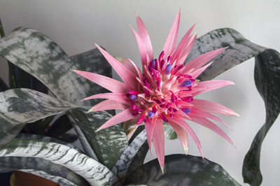 Close-up of pink flower blooming outdoors