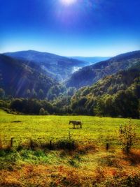 Scenic view of grassy field against sky