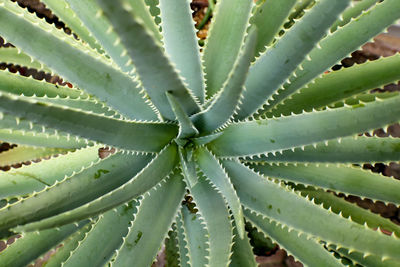 Full frame shot of succulent plant