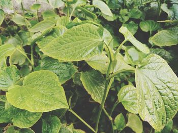 High angle view of raindrops on leaves