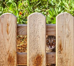 Portrait of cat peeking through wooden fence