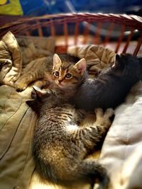 Close-up of kitten sitting in basket