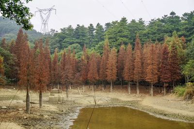 Trees in forest during autumn