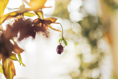 Close-up of insect on red flowering plant