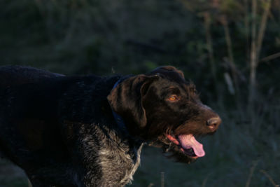 Hunting dog of german breed in drathaar in nature in its natural habitat. high quality photo